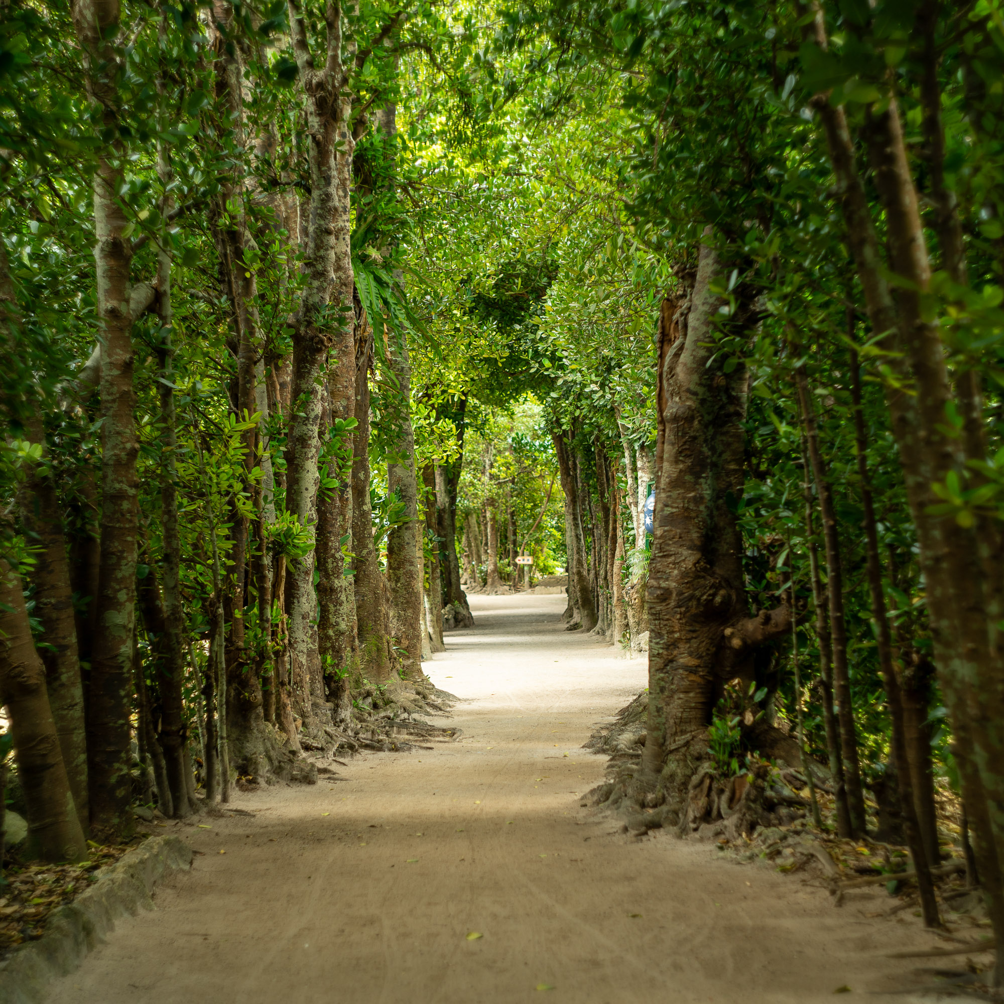 備瀬のフクギ並木